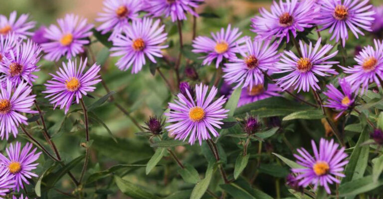 The Most Underrated September Flower In Pennsylvania Gardens