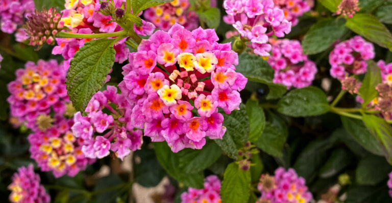 Lantana (featured image)