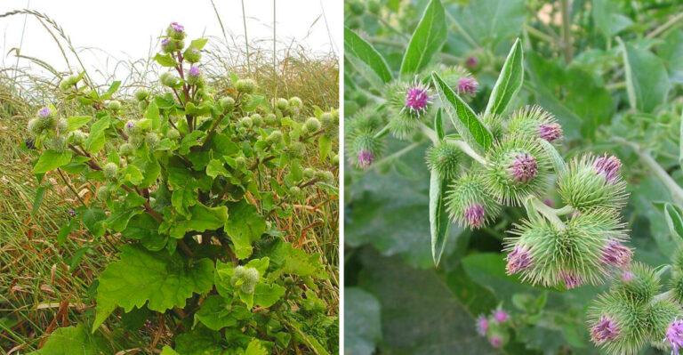 The Michigan Yard Weed With Sticky Burrs Gardeners Should Pull Before Fall Seed Drop