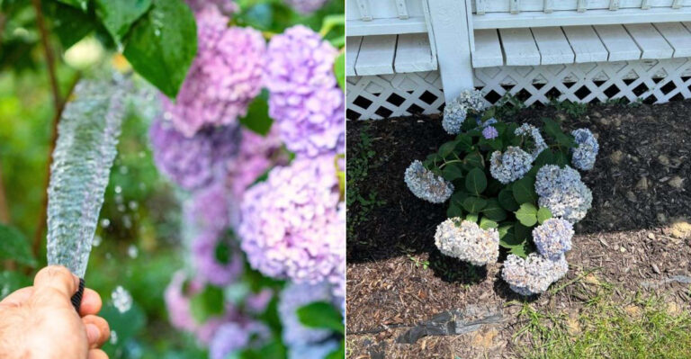 How Oregon Gardeners Should Water Hydrangeas During A 100-Degree Heat Wave