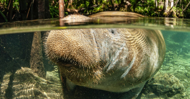 What It Really Means When A Manatee Lingers Near Your Florida Dock
