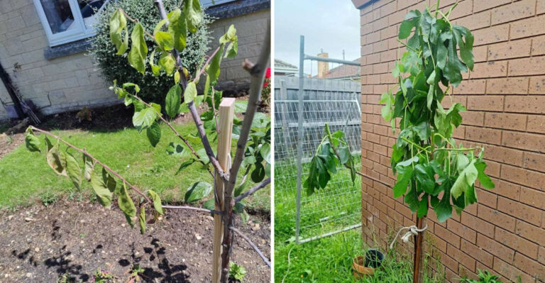 What It Really Means When New Texas Trees Wilt Despite A Drip Line