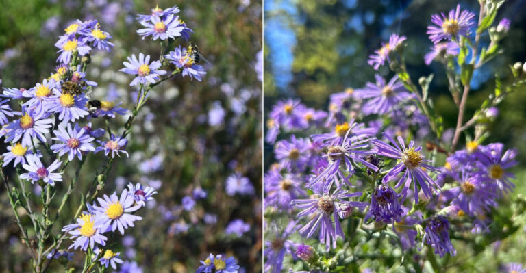 The Native Oregon Perennial That Fills Bare Borders Without Turning Into A Garden Bully
