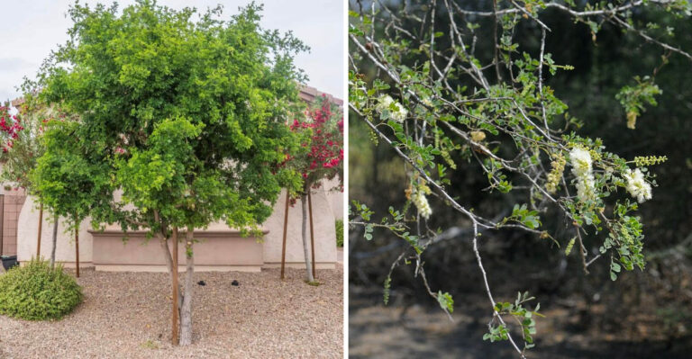 This Arizona Shade Tree Barely Needs Any Yard Cleanup