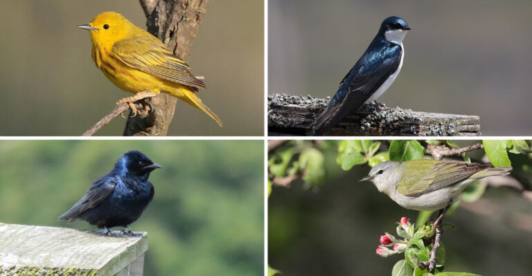 The Wisconsin Backyard Birds That Begin Migrating In Early August