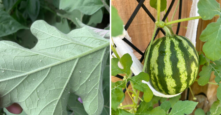 These Are The Arizona Plants Whiteflies Cloud Around In August