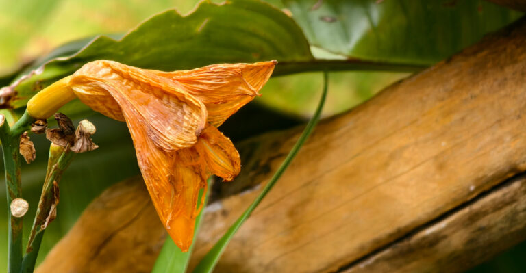 What Indiana Gardeners Should Do With Daylilies Once The Blooms Fade