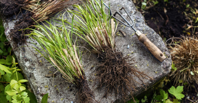The Perennial Task Maryland Gardeners Regret Skipping Every August