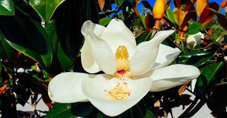Magnolia (featured image)