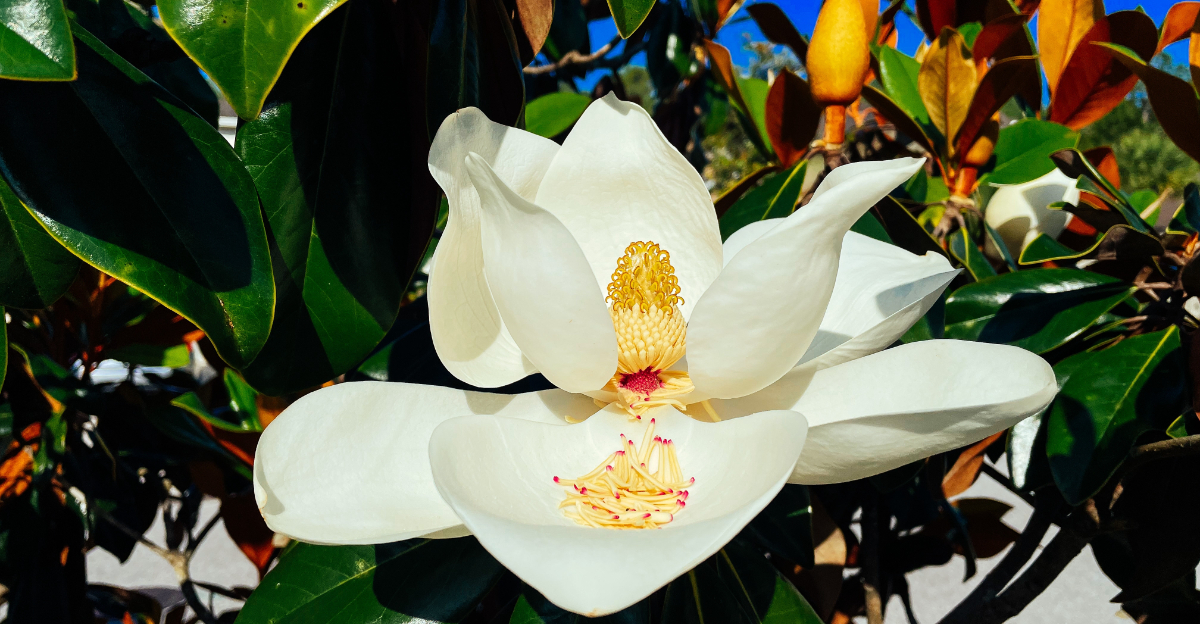 Magnolia (featured image)