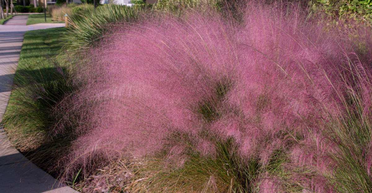 pink muhly