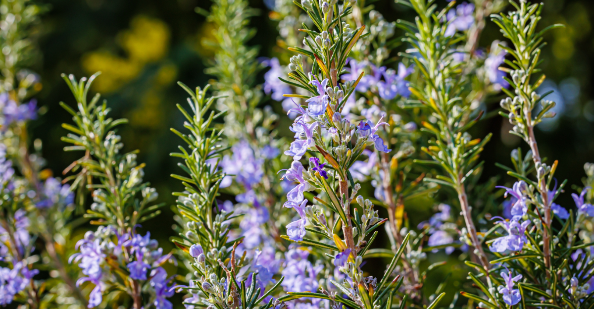 Rosemary (featured image)