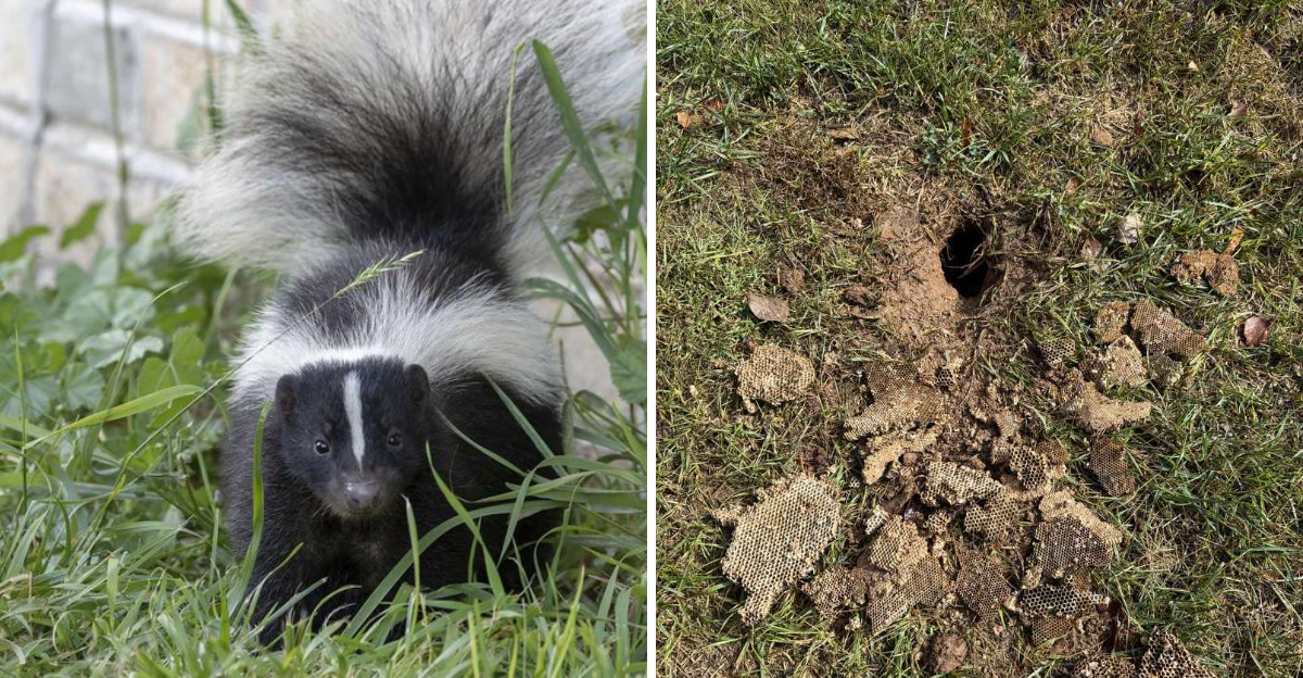 skunk and holes