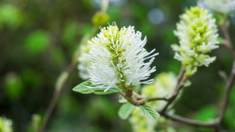 Skip The Barberry By Your North Carolina Foundation And Plant This Tick-Cutting Native Instead