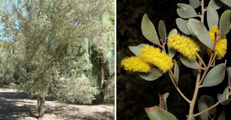 The Arizona Shade Tree Homeowners Are Choosing For Small Hot Yards