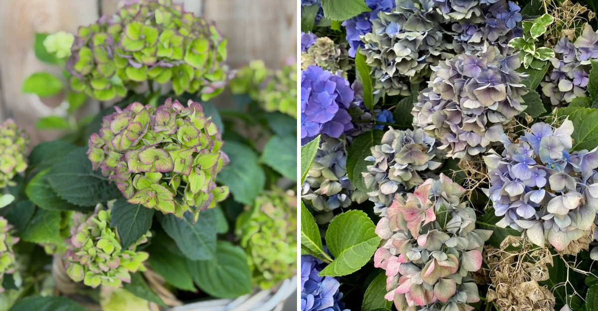 hydrangeas