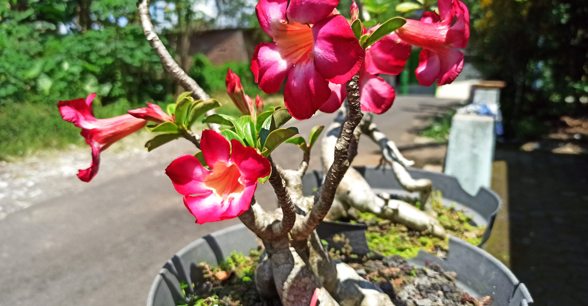 desert rose