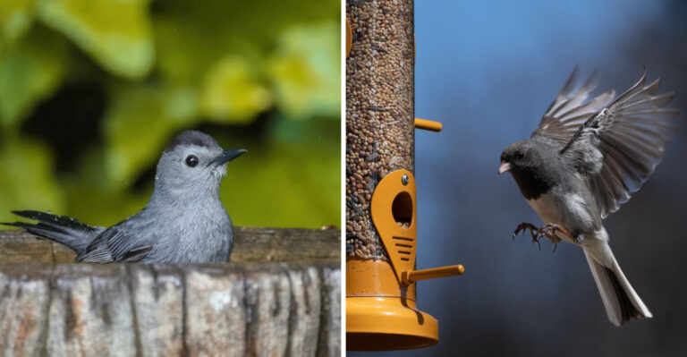 Why Catbirds Are Leaving And Juncos Are Arriving In Connecticut Backyards