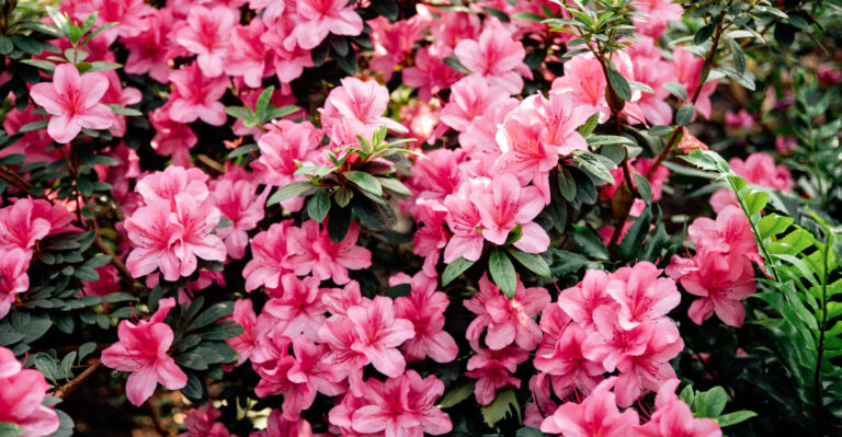 Azaleas (featured image)