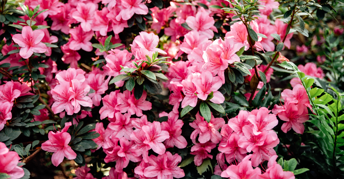 Azaleas (featured image)