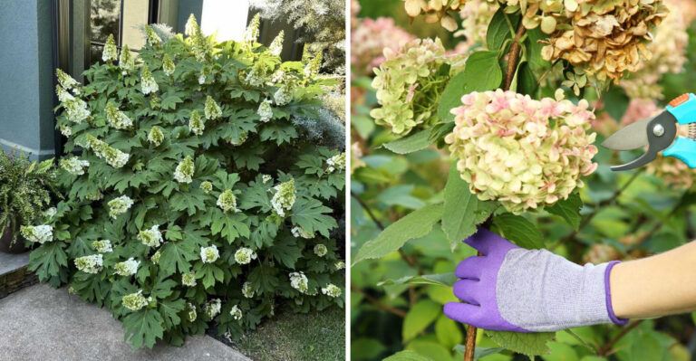 These 7 Pruning Mistakes Are Keeping Your Texas Hydrangeas From Blooming