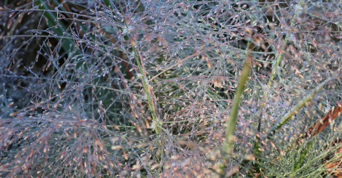 Purple love grass