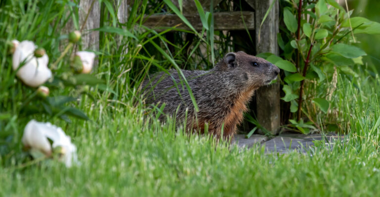 groundhog