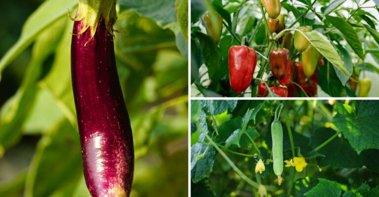 Indiana Vegetables That Need One Last August Push To Finish The Season Strong