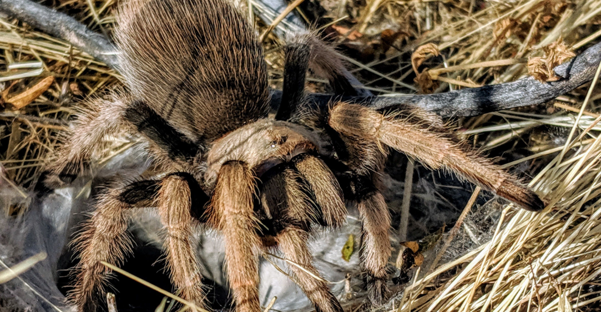 Tarantula (featured image)