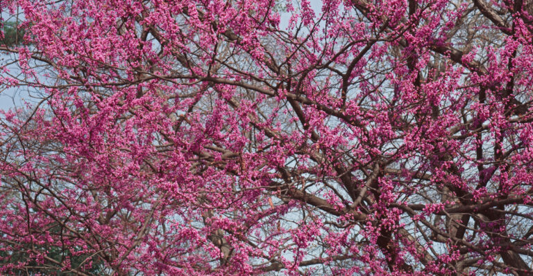 tree (featured image)