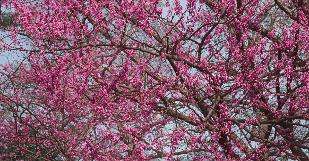 tree (featured image)