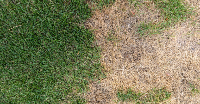 Stop Ignoring The Signs Of Armyworms Destroying Your Georgia Lawn