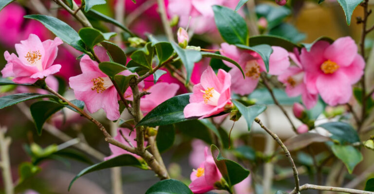 Why Camellia Sasanqua Is The North Carolina Shrub Gardeners Plant For Fall Color
