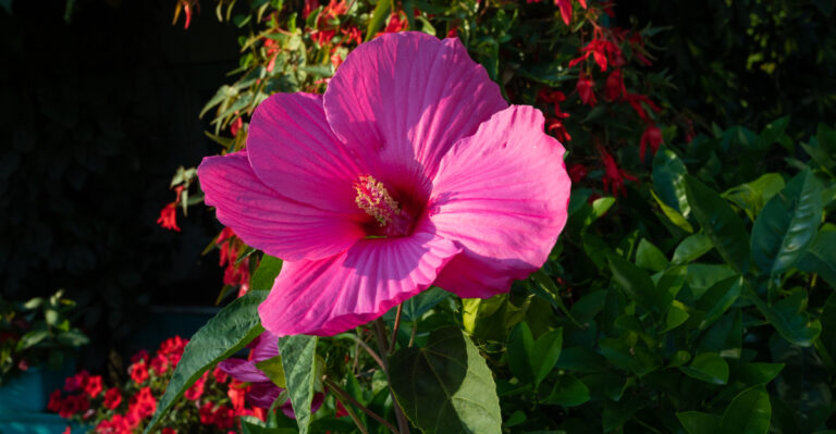 Hibiscus (featured image)