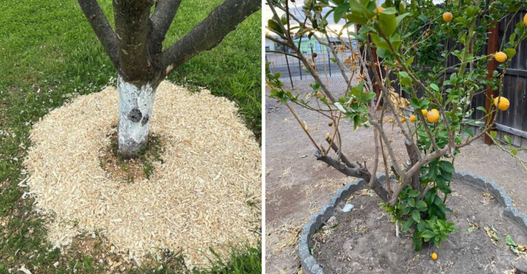 What Georgia Trees And Shrubs Need Most To Survive This Summer Drought