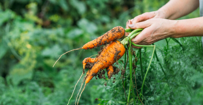 The Alaska Harvest Window That Closes Sooner Than Most Gardeners Plan For