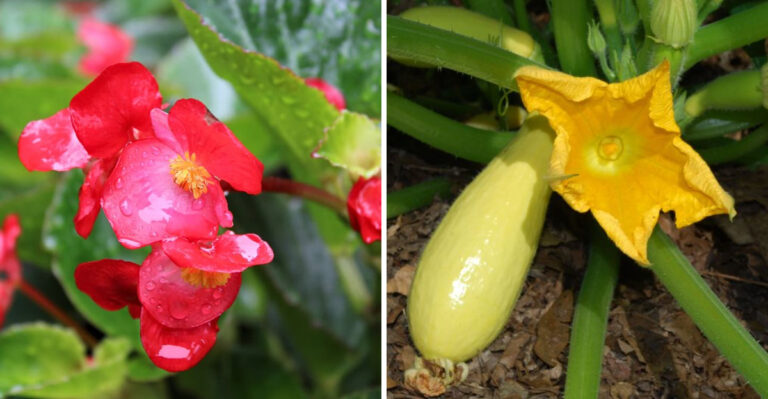 Why You Should Never Hose Down These Plants At Night In Arizona