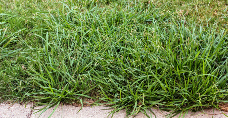 Crabgrass Taking Over Bare Spots? Here’s What Your Lawn Is Missing