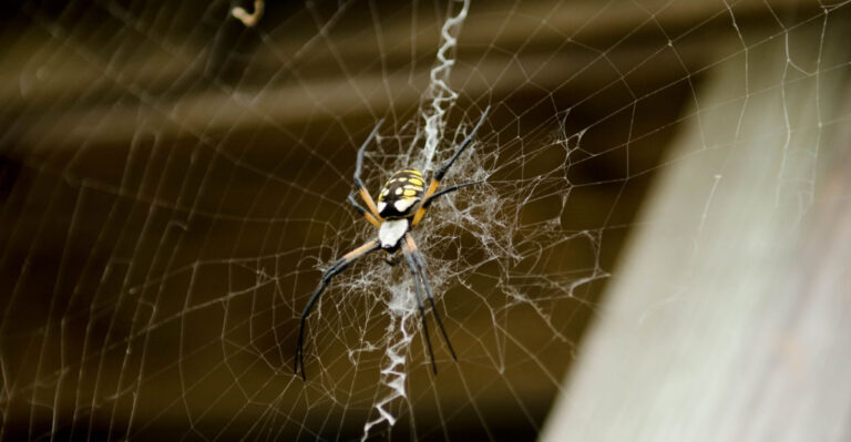 What It Means When Garden Spiders Build Webs Right At Your Door In Ohio
