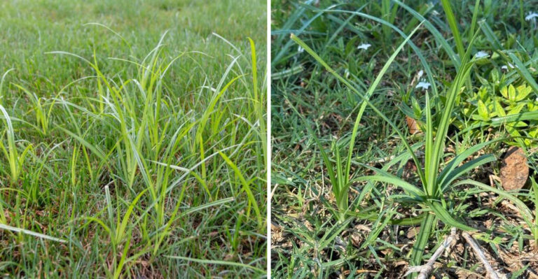 Nutsedge