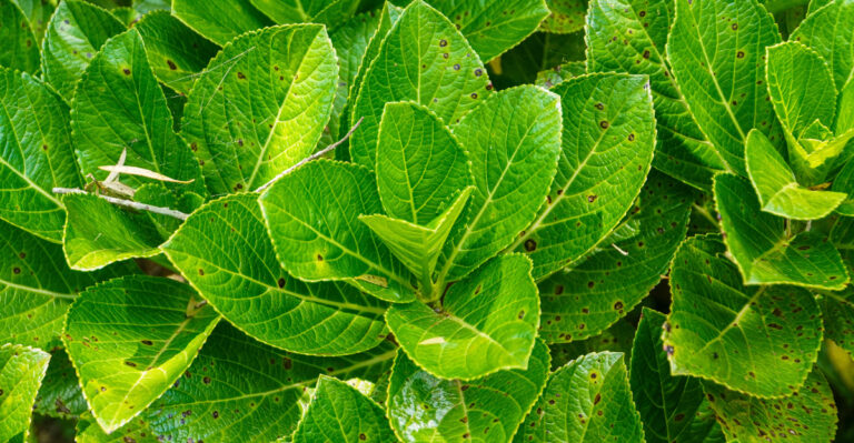 Reasons Why Your Hydrangea Produced Fewer Blooms This Year