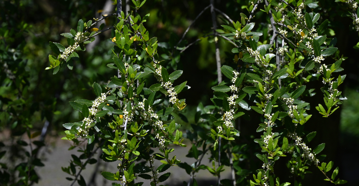 Ilex vomitoria 'Pendula'