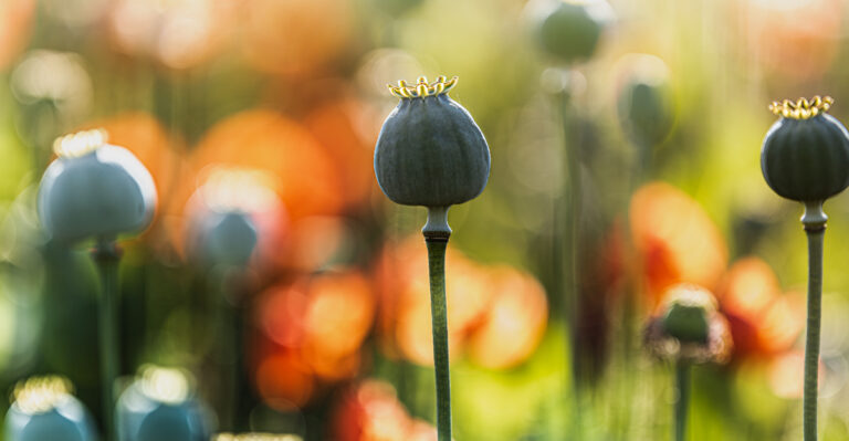 Collect These Oregon Flower Seeds Now Before The First Fall Rain Ruins Them