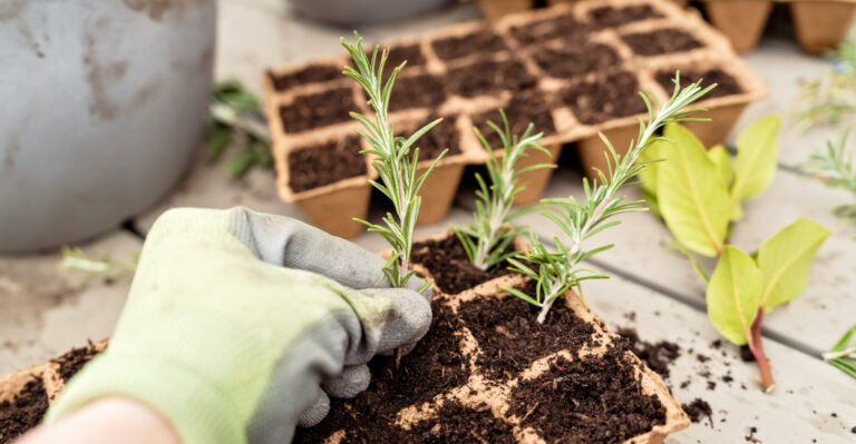 9 Ways To Propagate Rosemary For A Steady Supply Of Fresh Herbs In New Mexico
