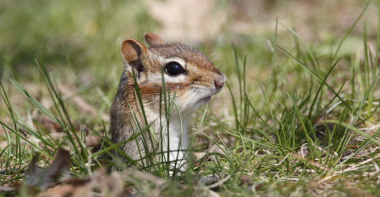 The Meaning Behind A Pennsylvania Chipmunk Digging Frantically In Your Garden Beds