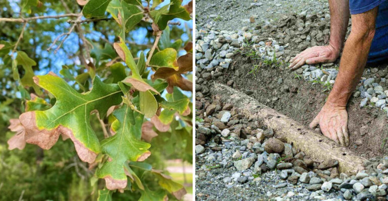 That Wilting Texas Plant You Keep Watering Is Not Drought Stressed (Here’s The Real Problem)