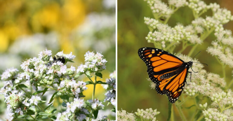 mountain mint and boneset