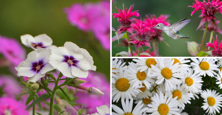 8 Perennials Kentucky Gardeners Need To Prune Now For Fall Flowers