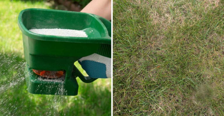 This September Feeding Step Helps Georgia Fescue Lawns Bounce Back