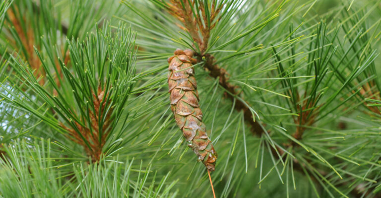 Native Ohio Trees To Grow Instead Of Fences For Year-Round Privacy